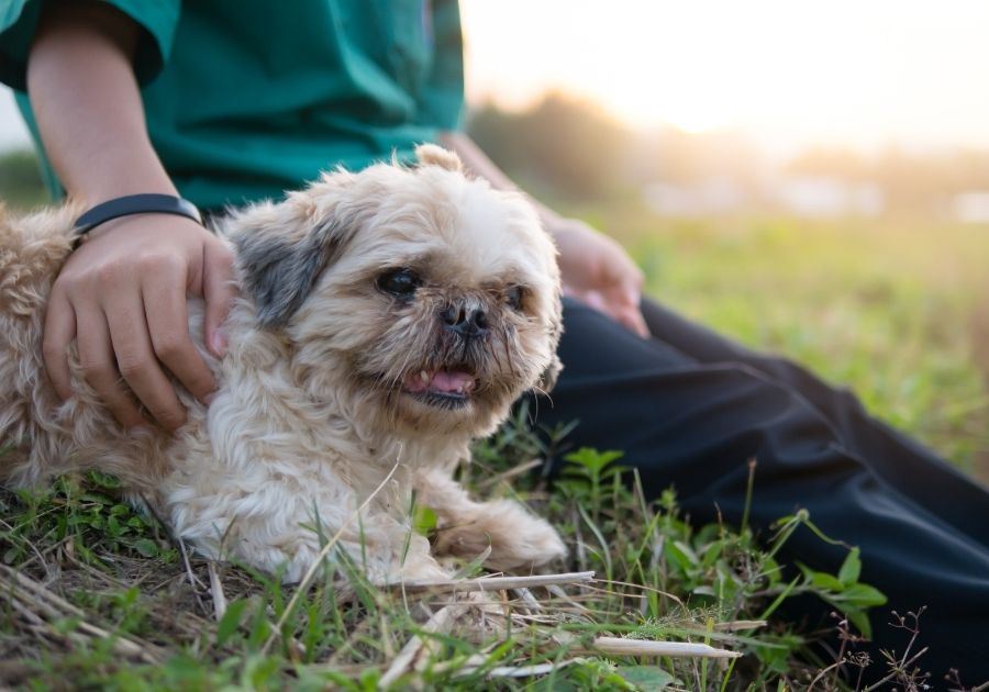 Toy Dog Looking Unkempt with Owner Resting on Grass