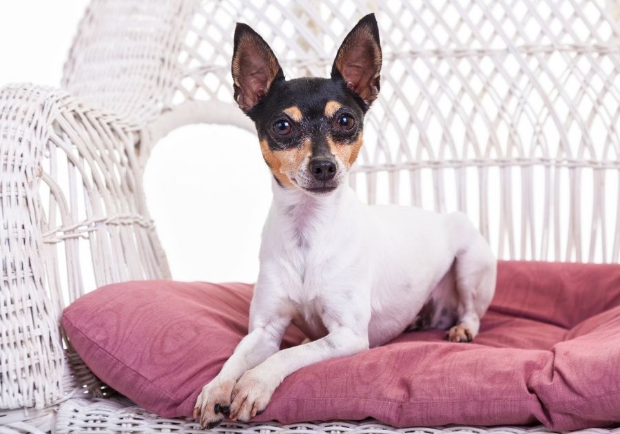 Toy Fox Terrier Dog Relaxing on Chair