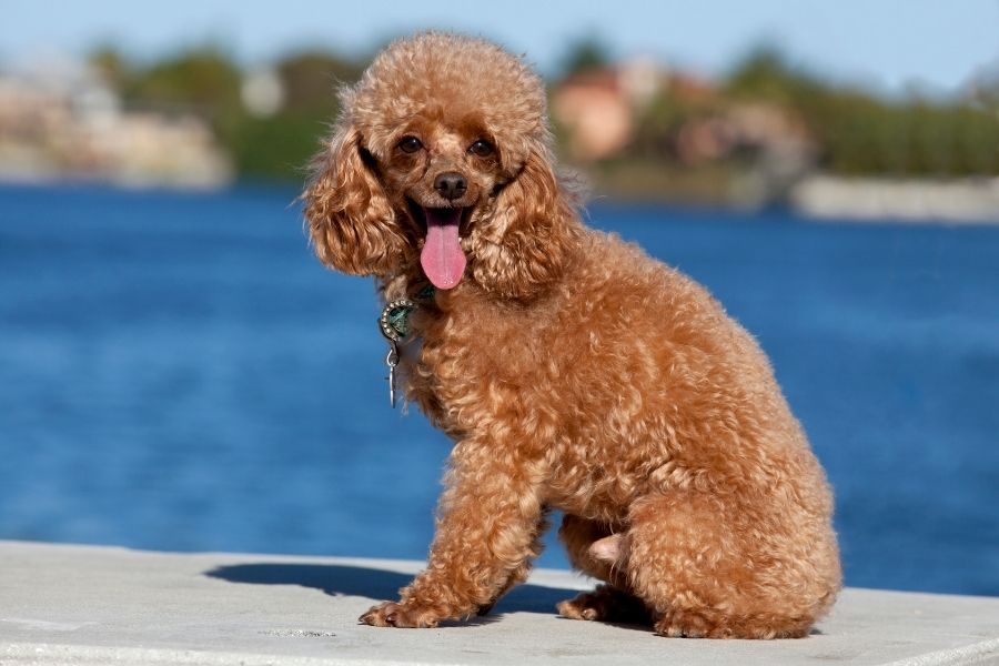 Toy Poodle Pup Sitting Near Lake