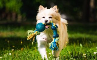 Training Your Dog To Fetch (A Step-By-Step Guide)