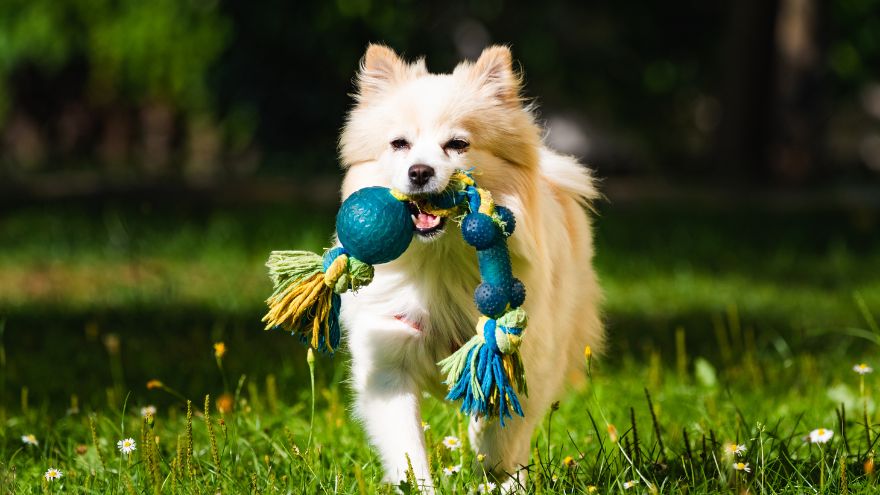 Training Your Dog To Fetch (A Step-By-Step Guide)