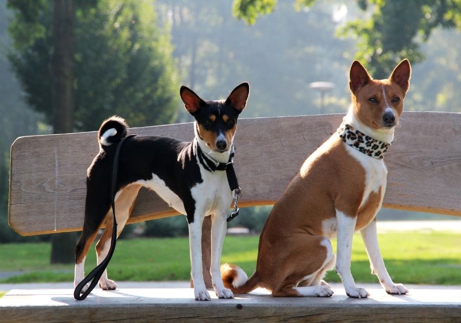Tri Color Basenji Standing Next to Sitting Two Tone Basenji Dog
