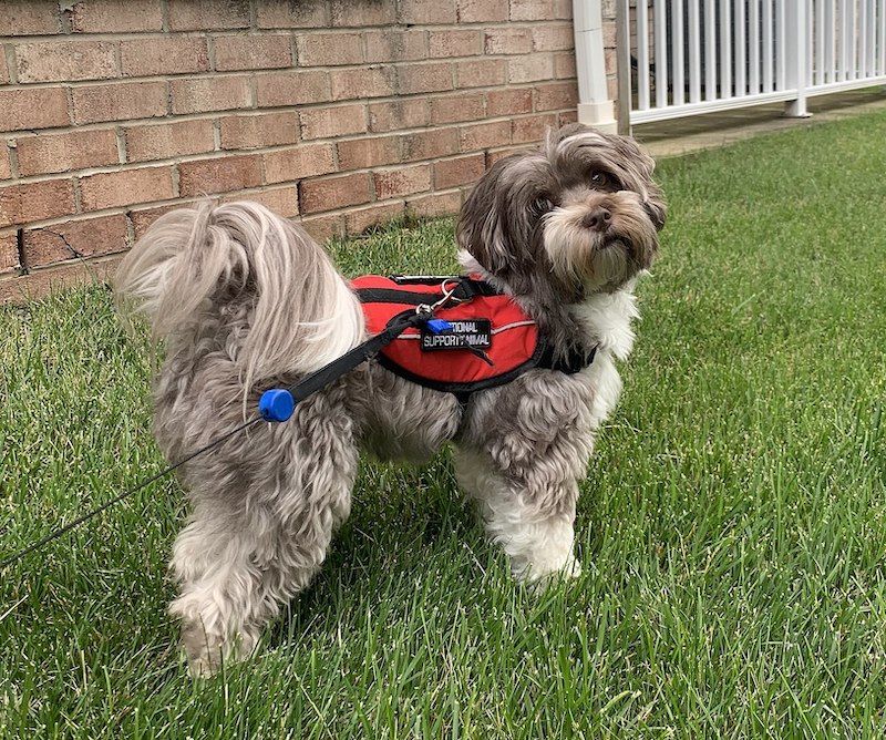 Trimmed Havanese