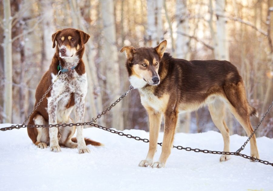 Two Alaskan Huskies on Chain Leash on Snow