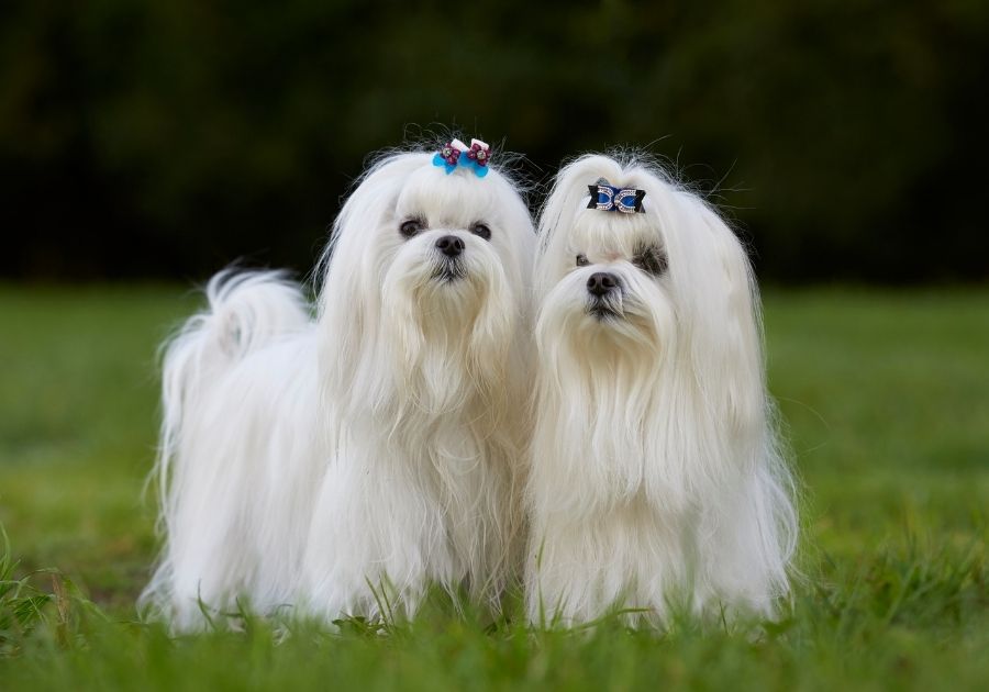 Two Maltese Dogs with Shaggy Long Fur