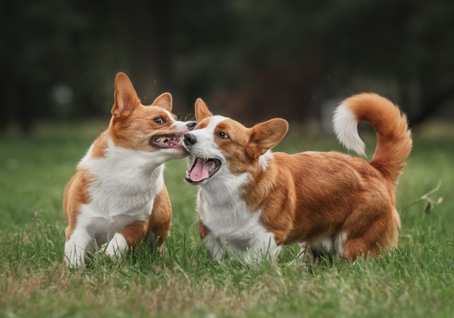 Two Pembroke Welsh Corgi Pups Playing