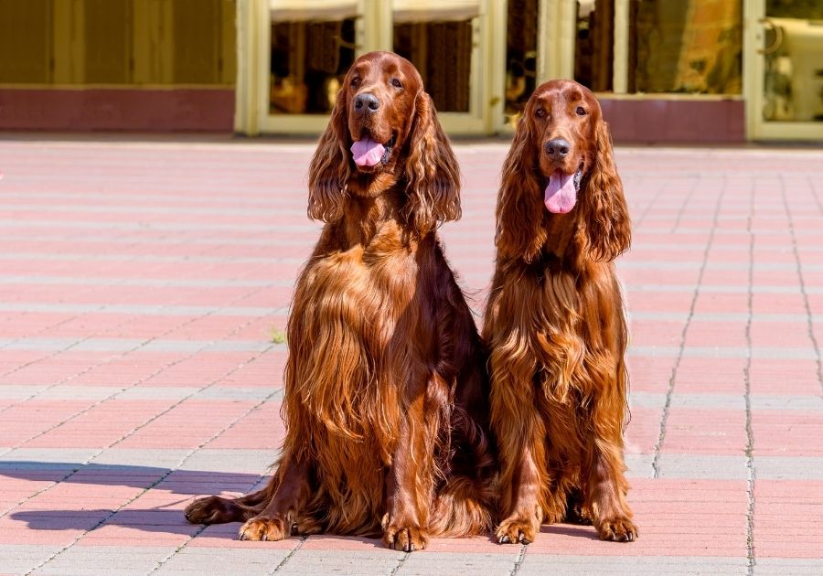 Two Red Irish Setter Dogs Sitting