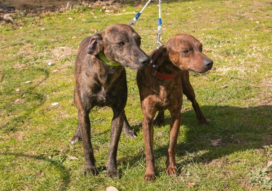 Two Segugio Maremmano Dogs on Leash