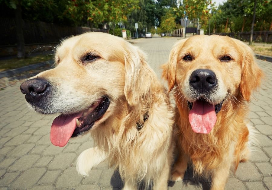 Two Sibling Golden Retriever Dogs
