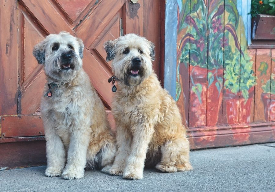 Two Soft Coated Wheaten Terrier Dogs Sitting Outside Looking Aside