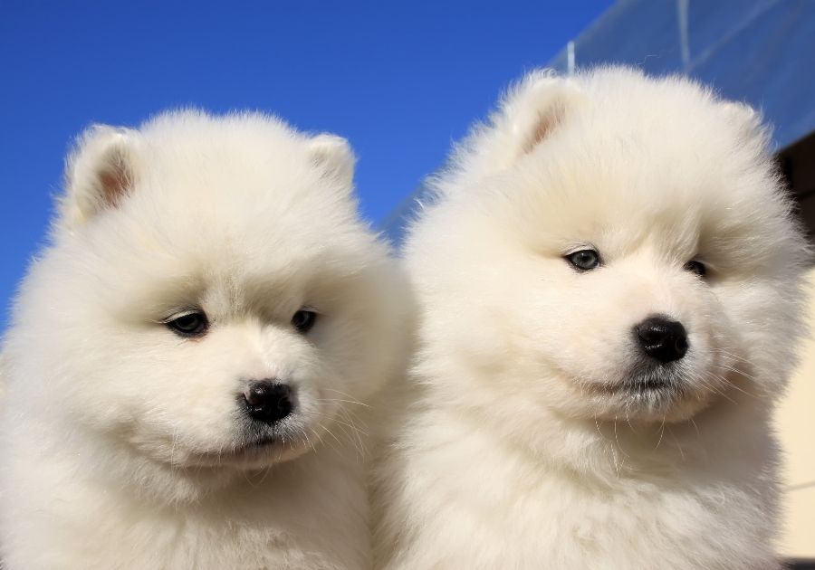 Two White Samoyed Puppies