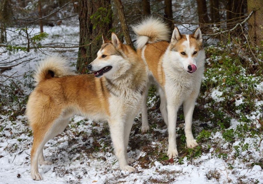 Two Yakutian Laika Dogs Standing at Snowy Park
