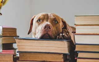 UK Dog Laws All Dog Owners In The UK Should Know