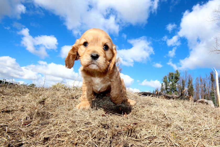 Cute Cavapoo Dog Sitting