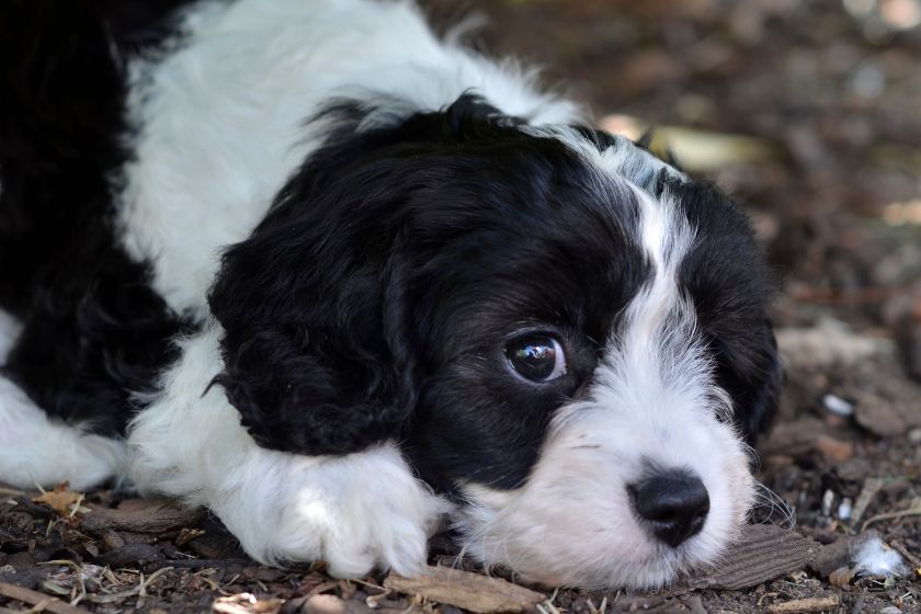 cavapoo dog resting outdoor