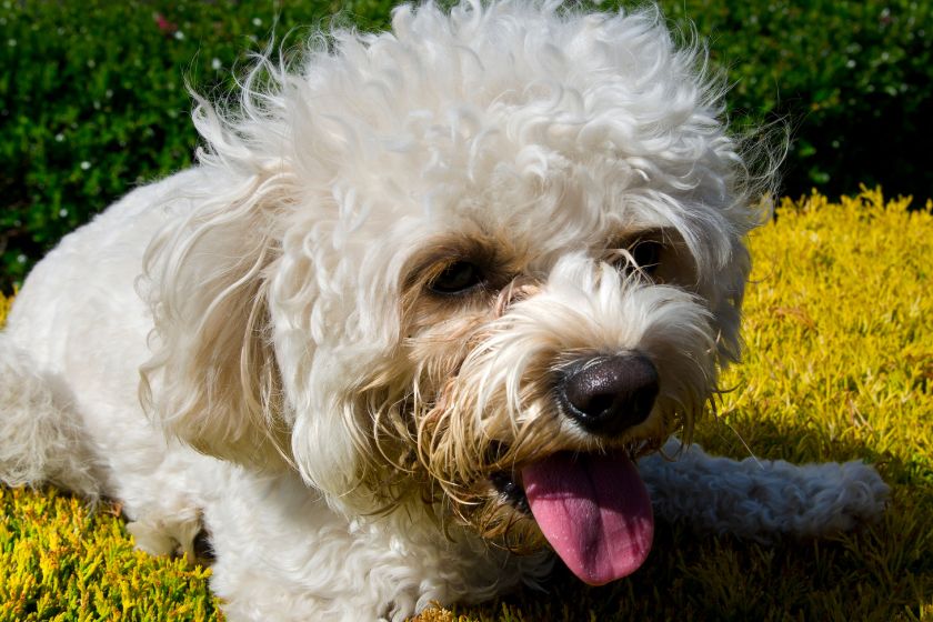 cavapoo dog lying in the garden