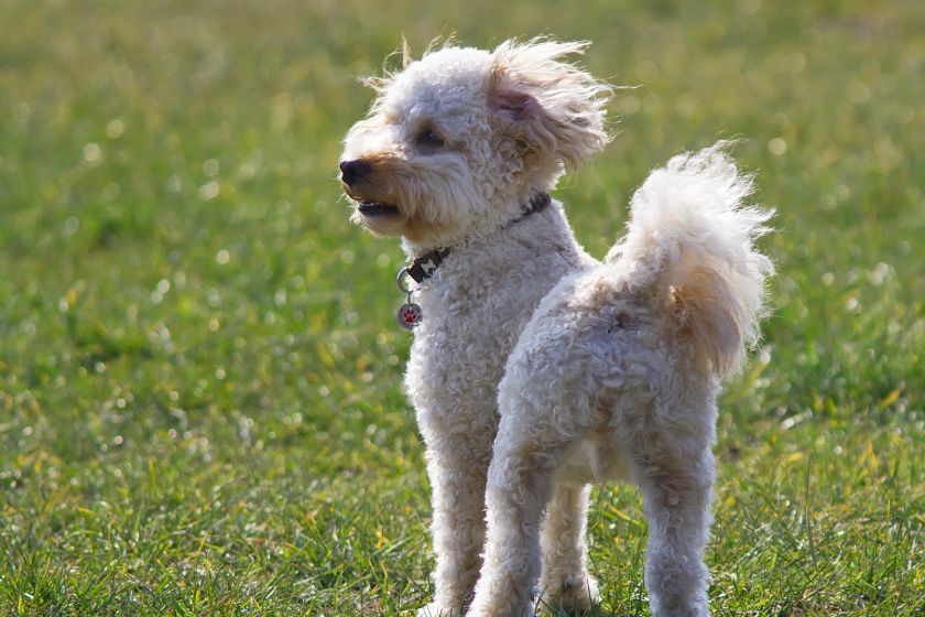 Cavapoo Puppy Staring