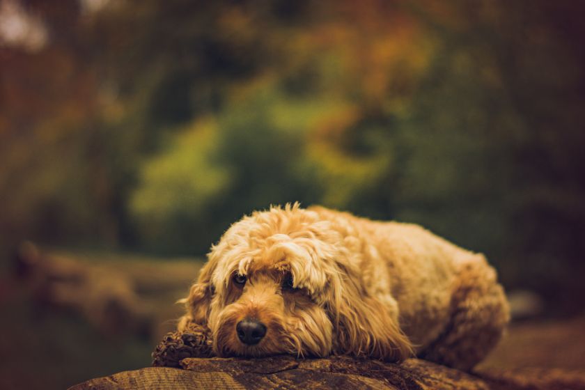 cavapoo dog resting outdoor