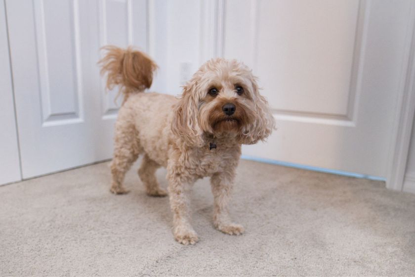 cute cavapoo staring 