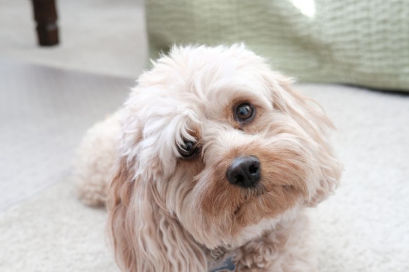 lovely cavapoo staring