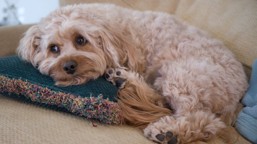 15 Best Cavapoo Breeders on the East Coast