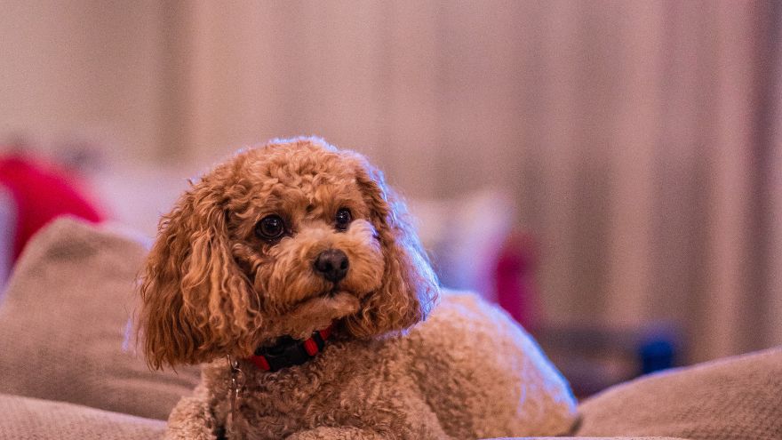 9 Best Cavapoo Breeders in Pennsylvania