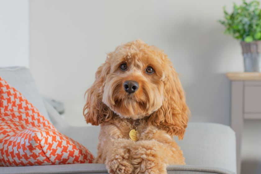 cute cavapoo dog staring