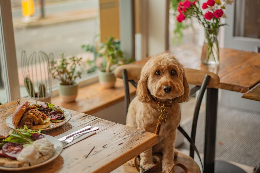 Cavapoo Puppy Sitting on a Dining Chair