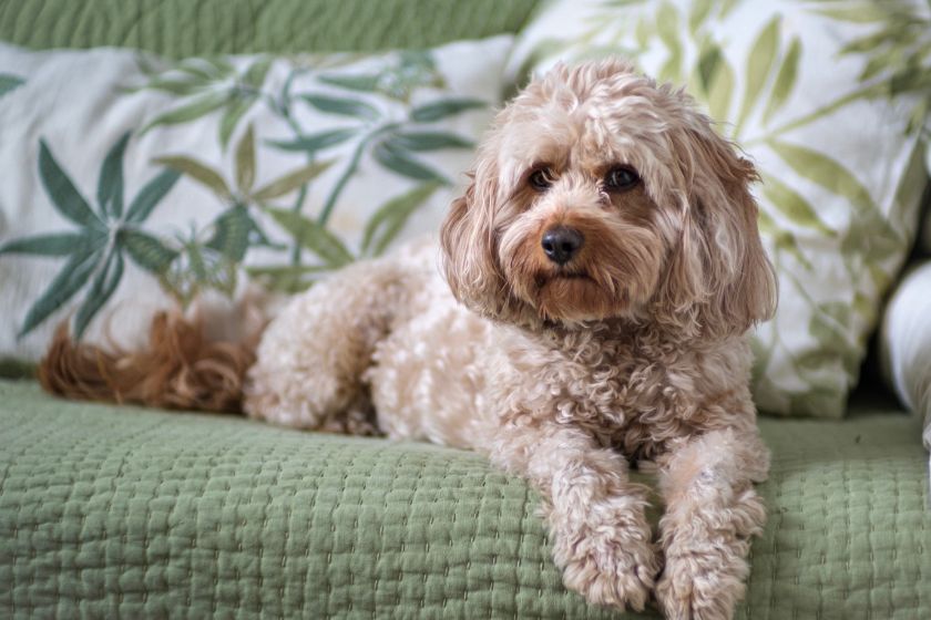 cavapoo dog sitting