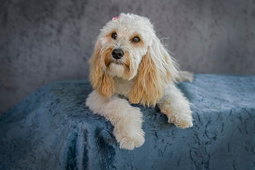 cavapoo sitting and staring