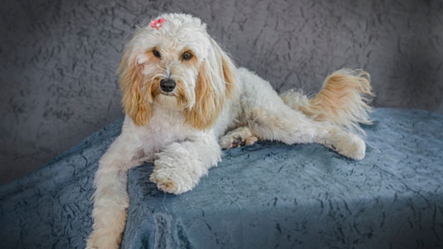 9 Best Cavapoo Breeders in North Carolina (NC)