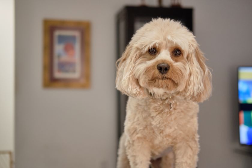 cute cavapoo standing