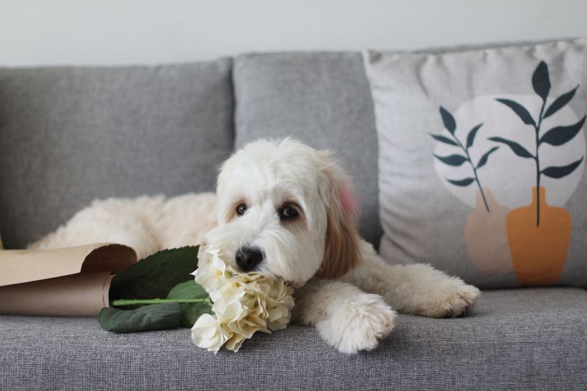 cavapoo dog sitting