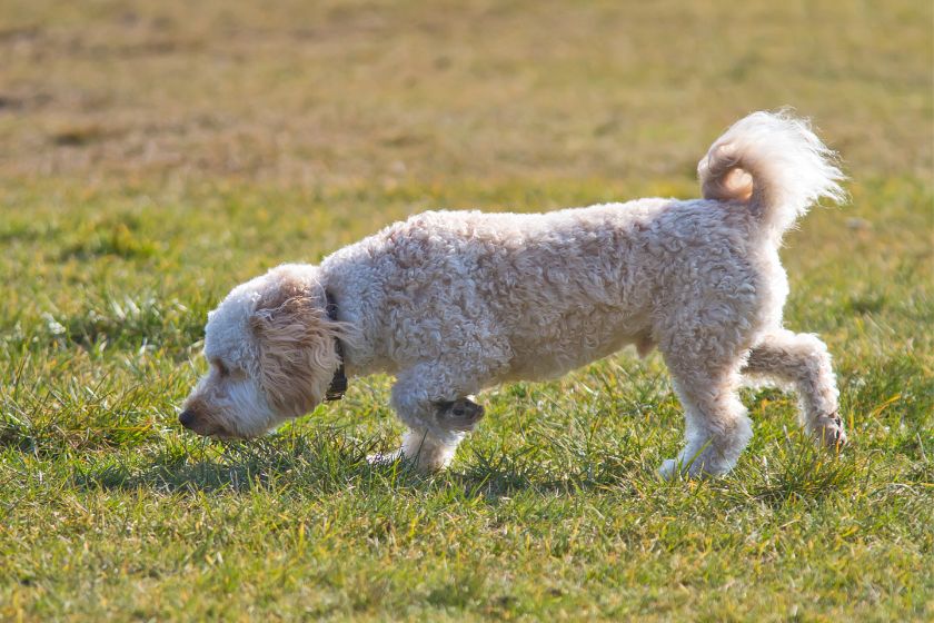 Cavapoo Dog Sniffing