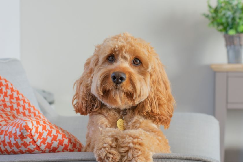 cavapoo dog on a couch