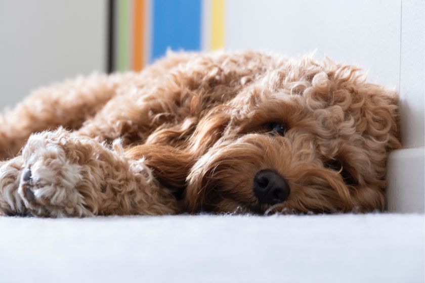 cavapoo dog resting