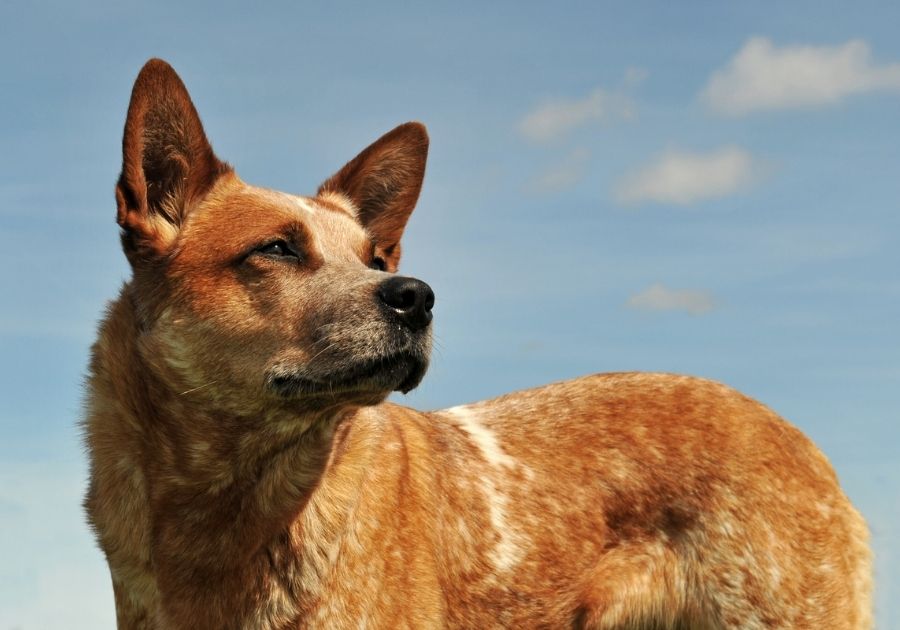 Up Close Red Australian Cattle Dog Looking Aside