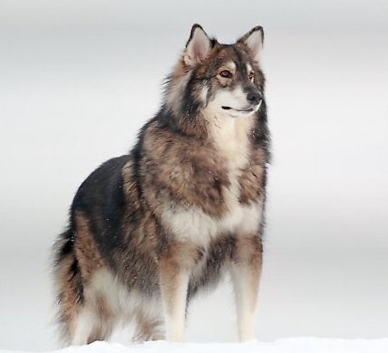 can a alaskan malamute and a ariegeois be friends