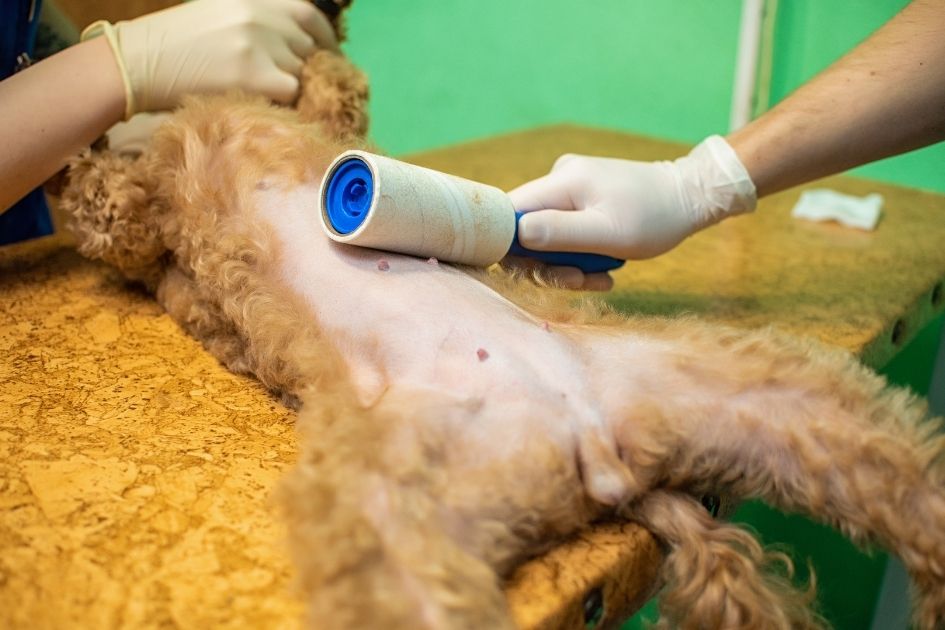 Vet Cleaning Out Fur on Dog's Abdomen