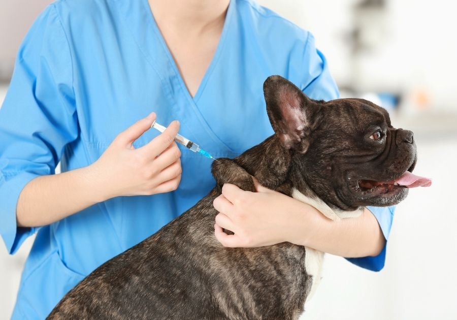 Veterinarian Vaccinating a Dog in Light Clinic