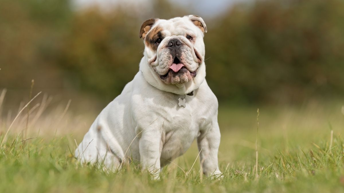 Victorian Bulldog Breed Facts, Guide & Puppy Price