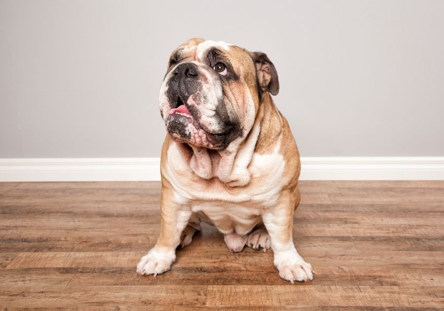 Victorian Bulldog Dog Breed Sitting on Floor