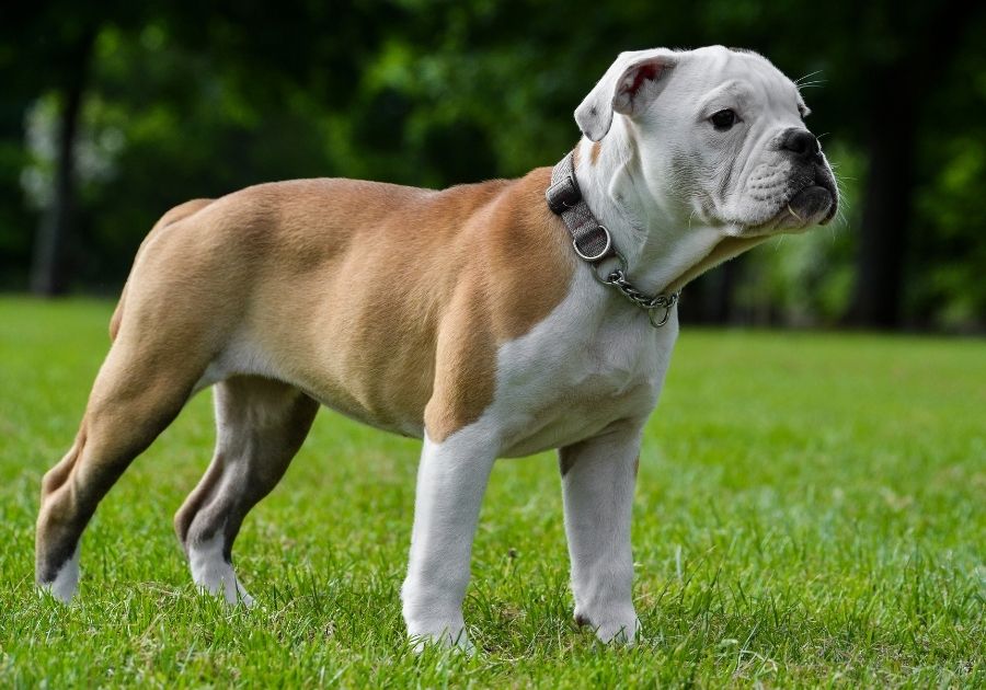 Victorian Bulldog Puppy Standing on Grass