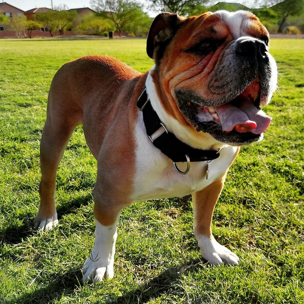 Victorian Bulldog Standing Outdoors