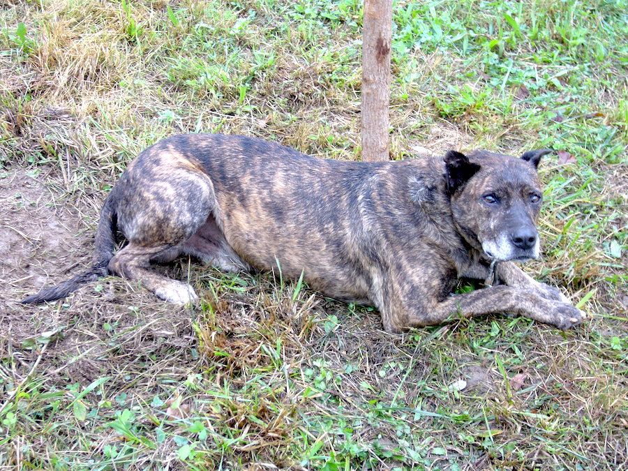 Villano De Las Encartaciones - Villano Bulldog Lying on Grass