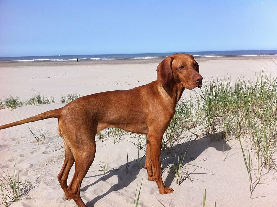 Vizsla Dog Breed