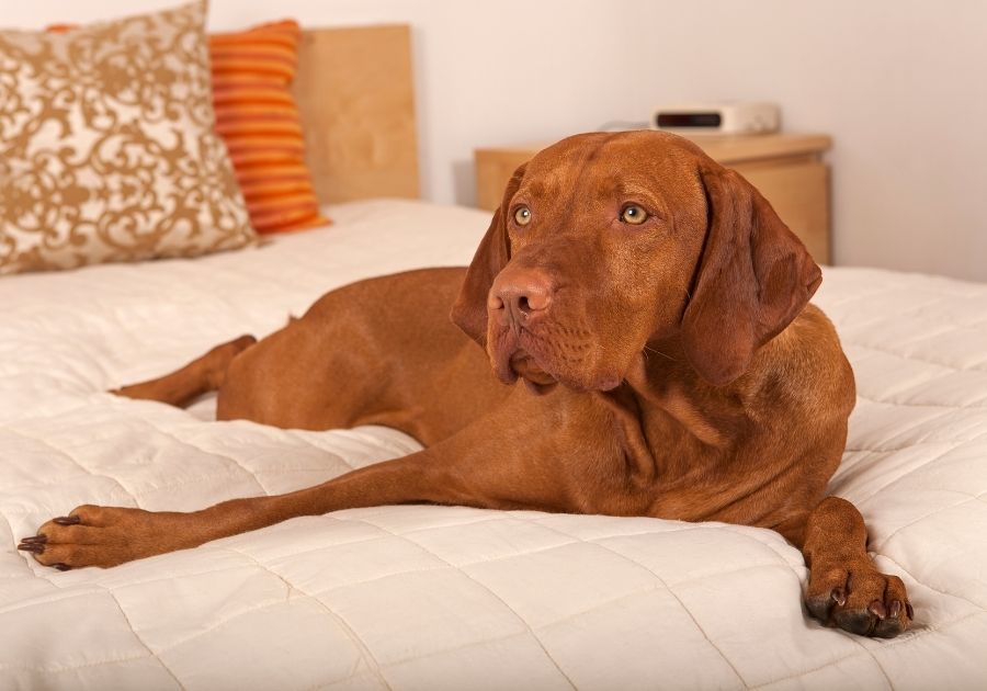 Vizsla Dog Resting on Bed