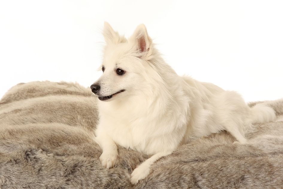 Volpino Italiano Dog Lying on Dog Bed