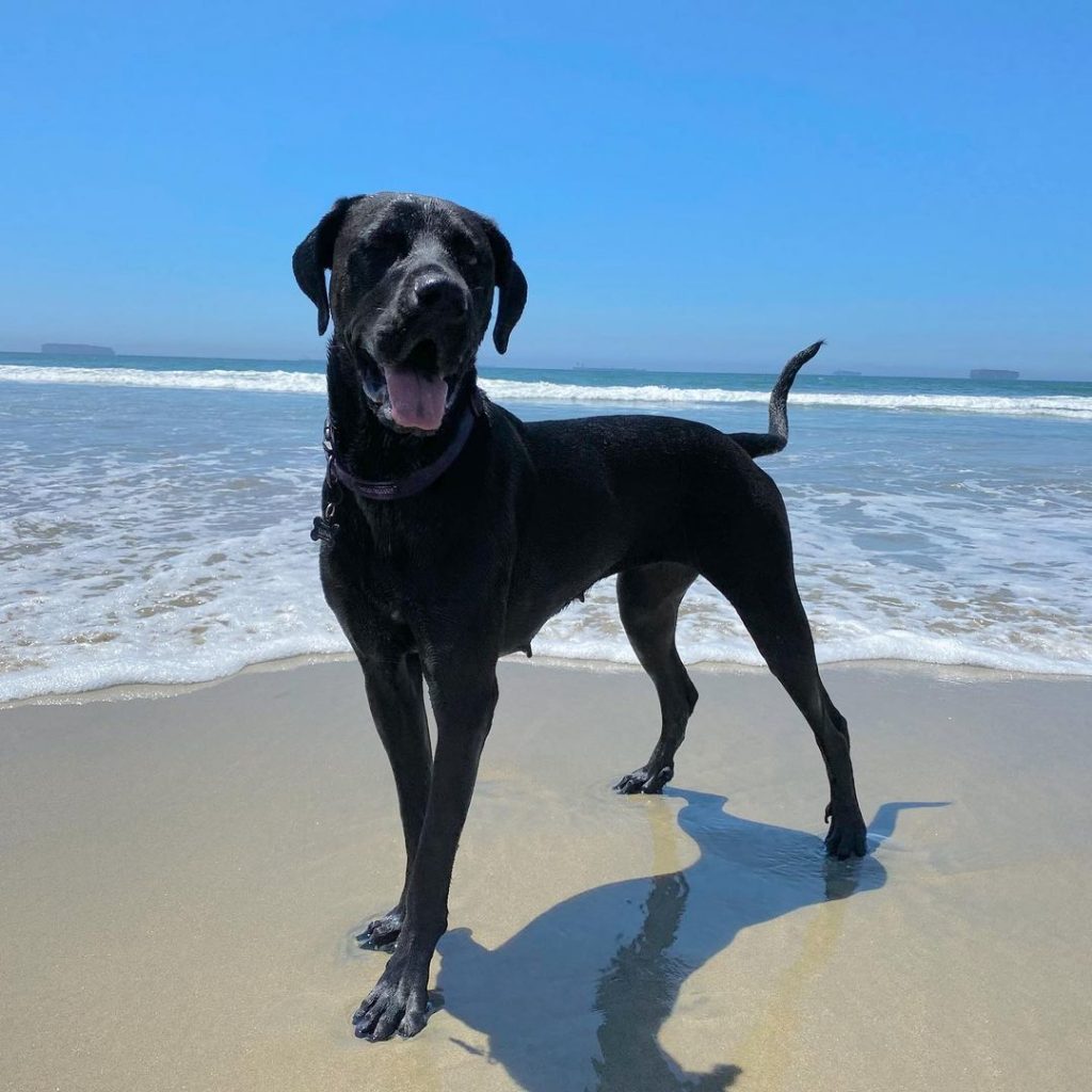 Weiler Dane - Great Dane Rottweiler Mix Dog Standing by Beach