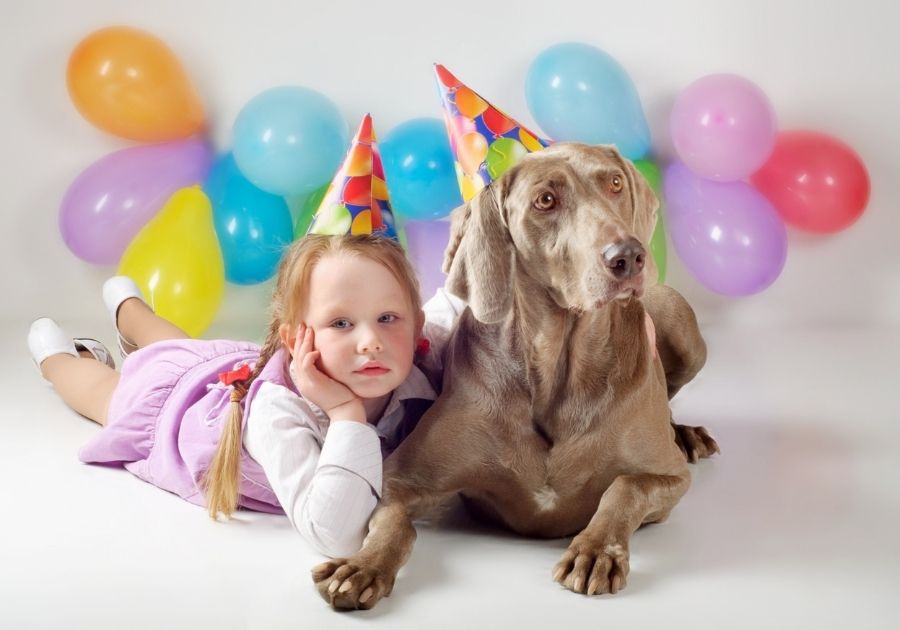 Weimaraner Dog Posing for Picture with a Little Girl